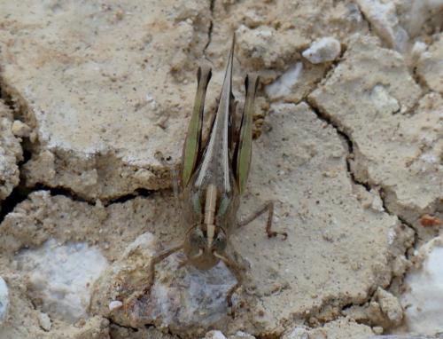 Aiolopus sp.
